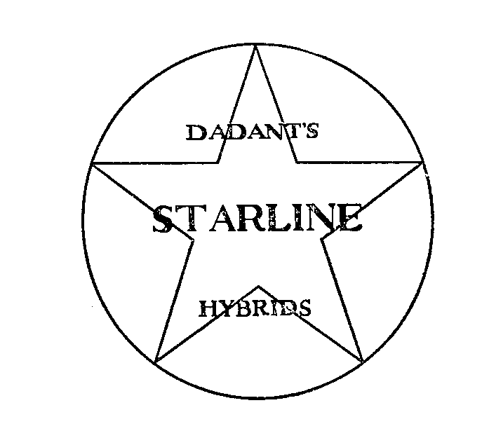  DADANT'S STARLINE HYBRIDS