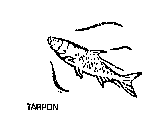 TARPON