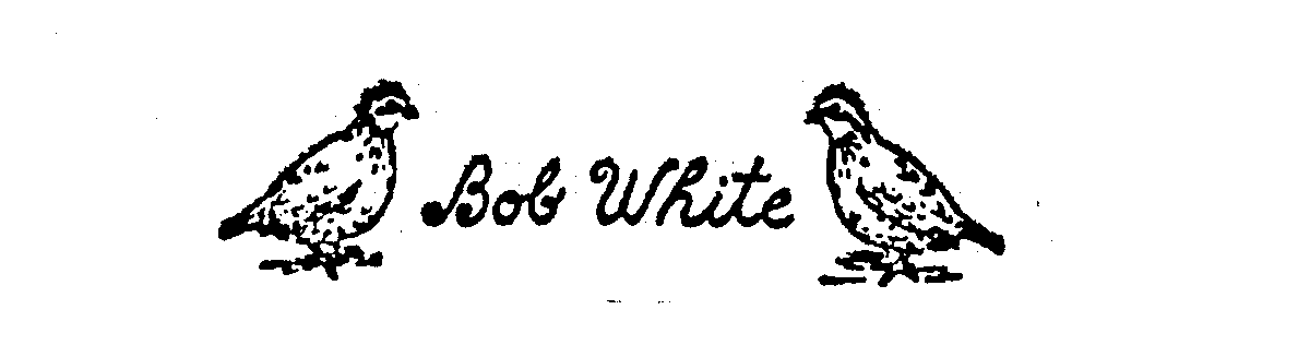 BOB WHITE