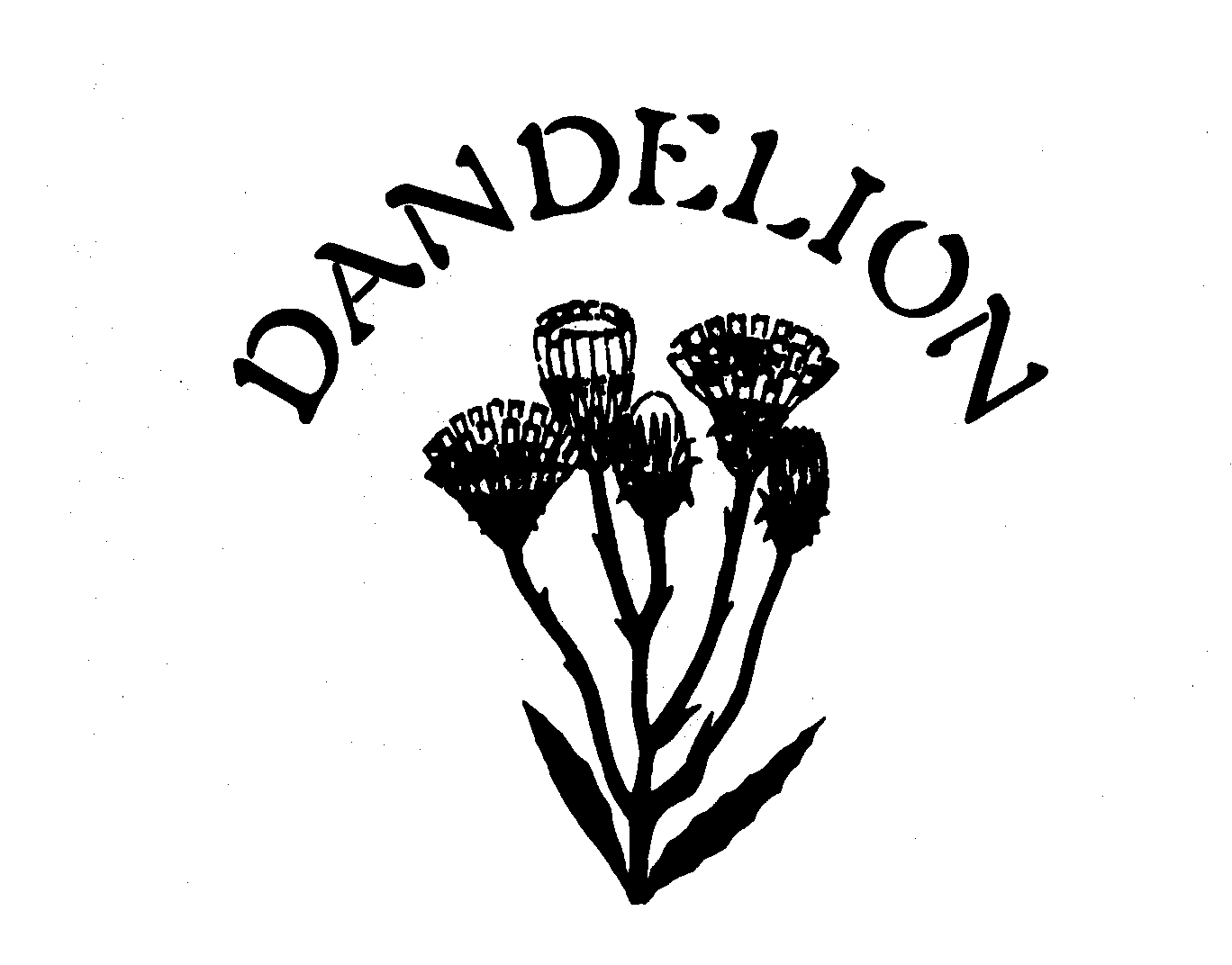 DANDELION
