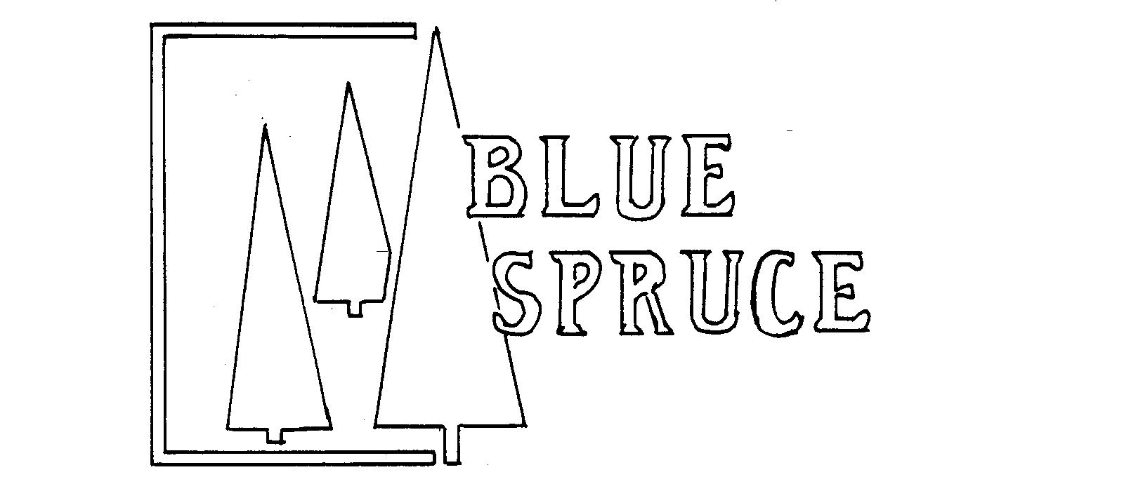 BLUE SPRUCE