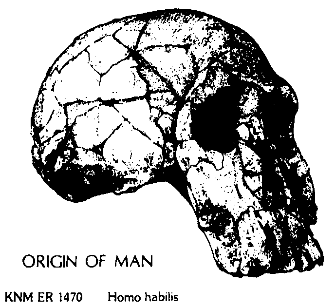  ORIGIN OF MAN KNM ER 1470 HOMO HABILIS HOMO HABLLIS IS THE NAME GIVEN TO THE FIRST KNOWN STAGE OF EARLY MAN IN THE LINE LEADING 