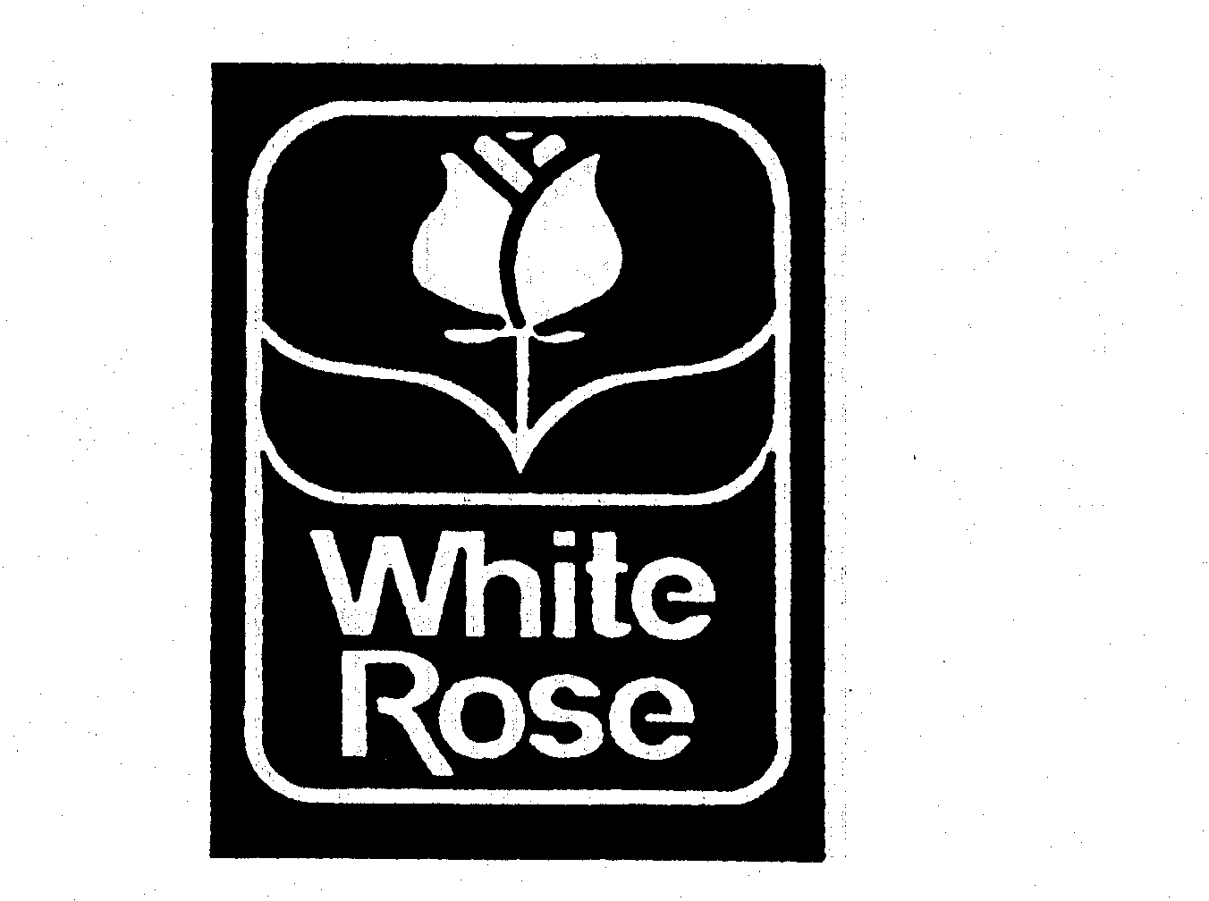 WHITE ROSE