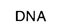  DNA