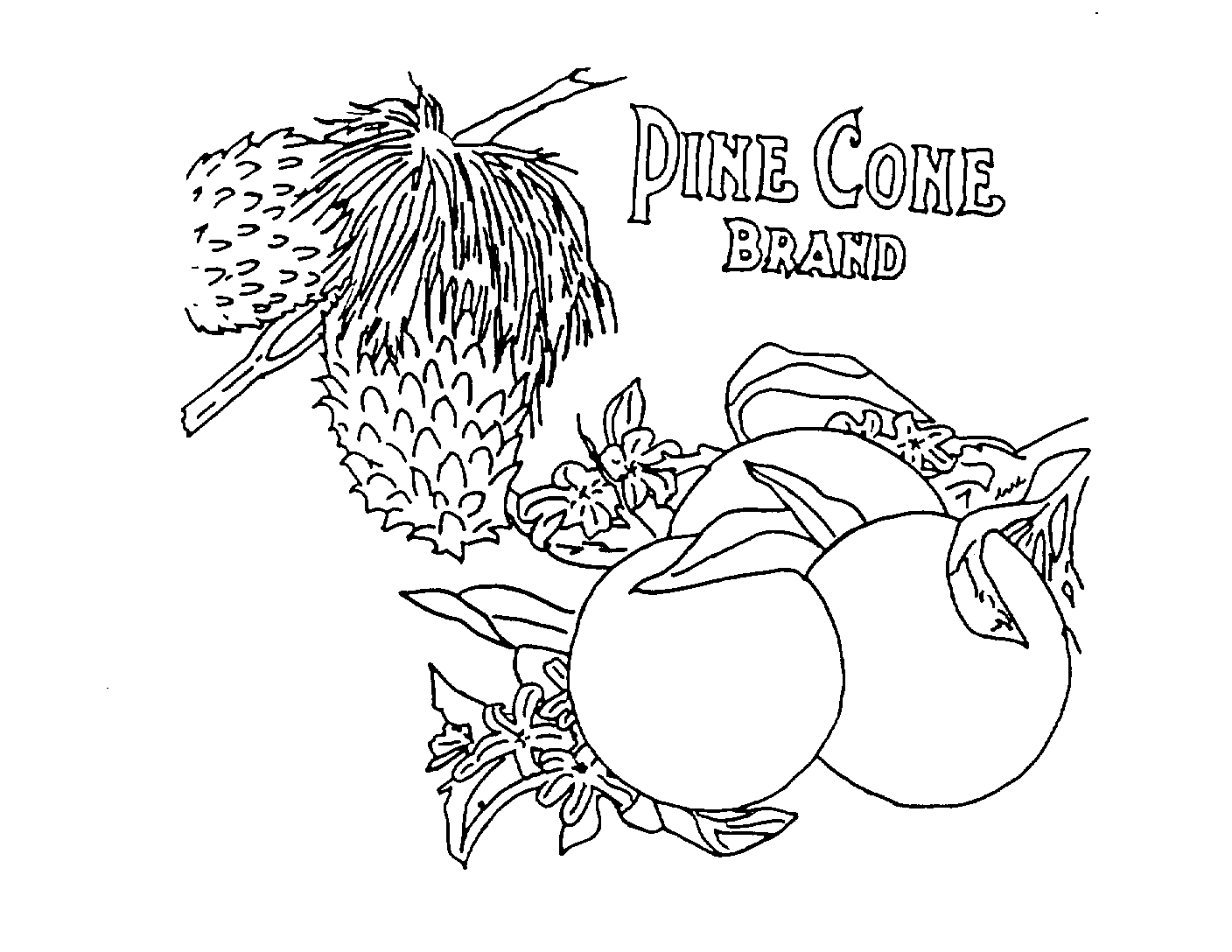  PINE CONE BRAND