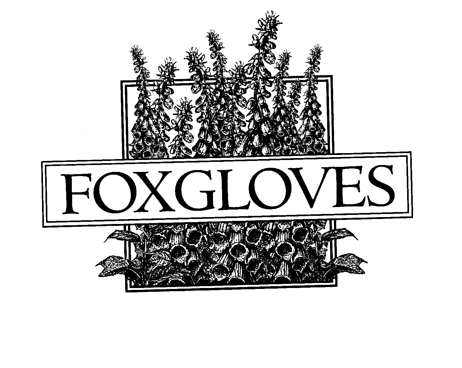 FOXGLOVES