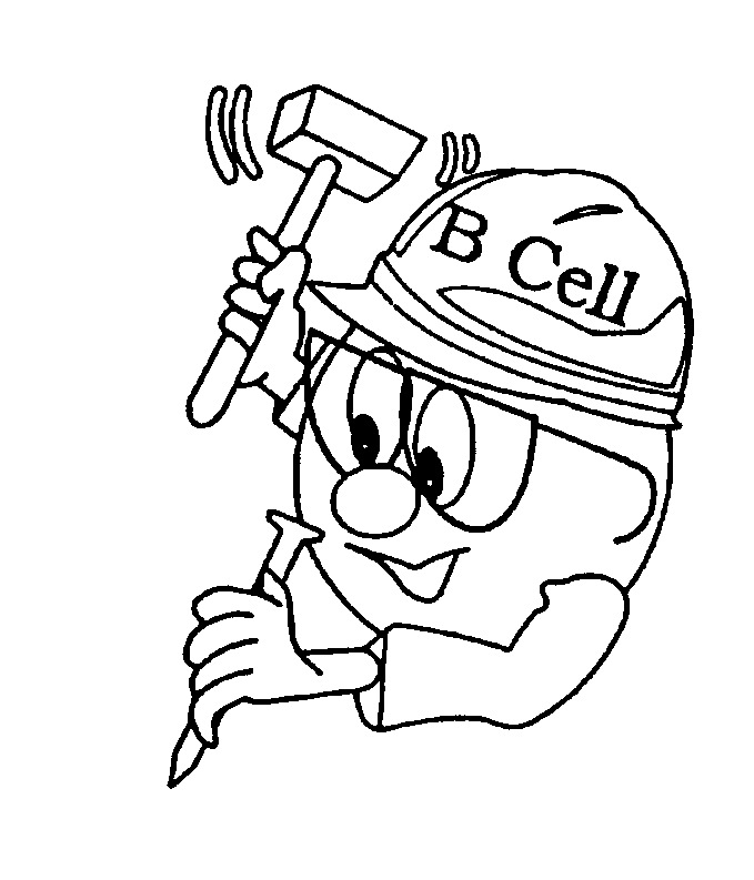  B CELL