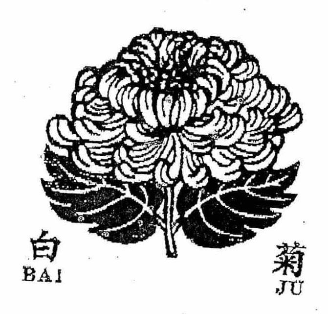  BAI JU