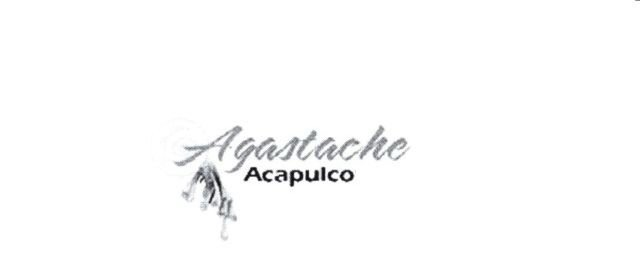  AGASTACHE ACAPULCO