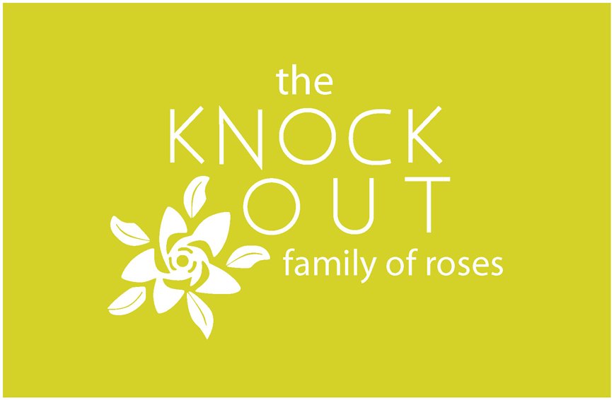 THE KNOCK OUT FAMILY OF ROSES