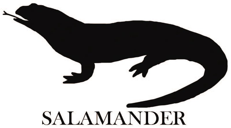  SALAMANDER