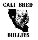  CALI BRED BULLIES