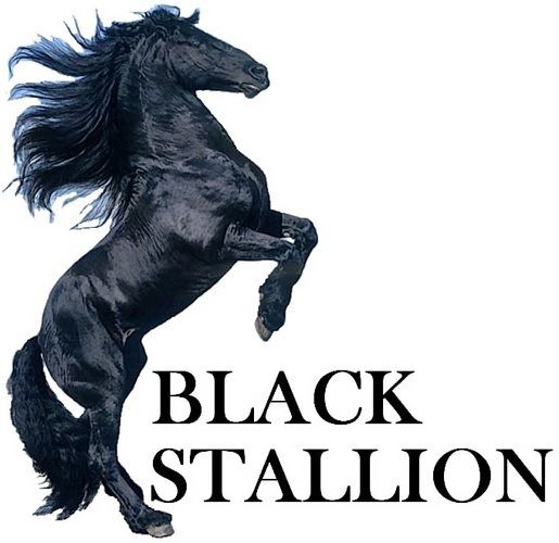 BLACK STALLION