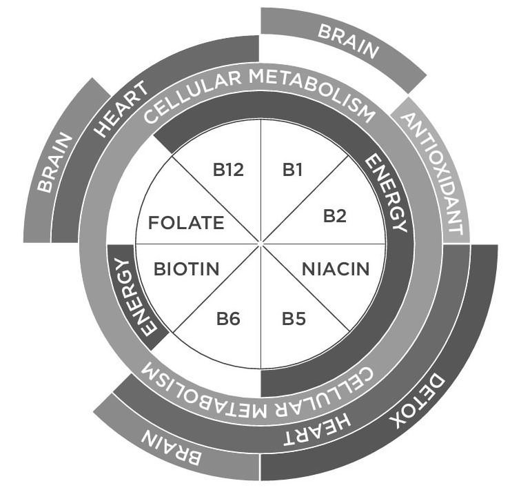  BRAIN BRAIN DETOX BRAIN HEART ANTIOXIDANT HEART CELLULAR METABOLISM CELLULAR METABOLISM ENERGY ENERGY FOLATE B12 B1 B2 NIACIN B5