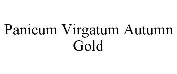  PANICUM VIRGATUM AUTUMN GOLD