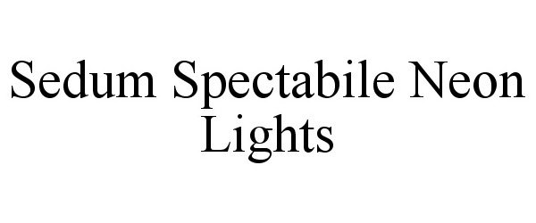  SEDUM SPECTABILE NEON LIGHTS
