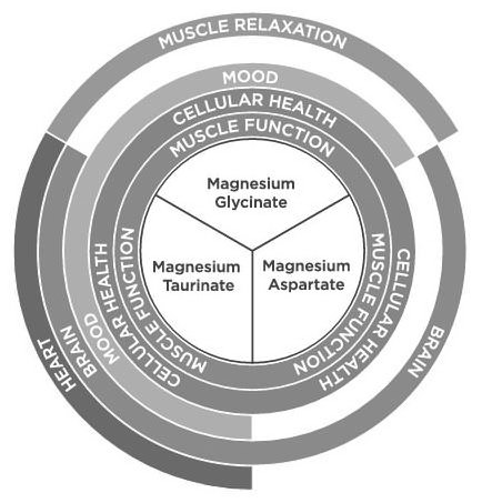  HEART MUSCLE RELAXATION BRAIN BRAIN MOOD MOOD CELLULAR HEALTH CELLULAR HEALTH CELLULAR HEALTH MUSCLE FUNCTION MUSCLE FUNCTION MUSCLE FUNCTION MAGNESIUM GLYCINATE MAGNESIUM TAURINATE MAGNESIUM ASPARTATE