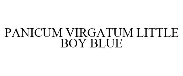  PANICUM VIRGATUM LITTLE BOY BLUE