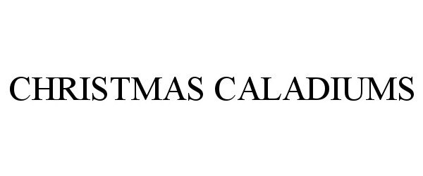 CHRISTMAS CALADIUMS