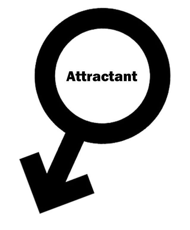  ATTRACTANT