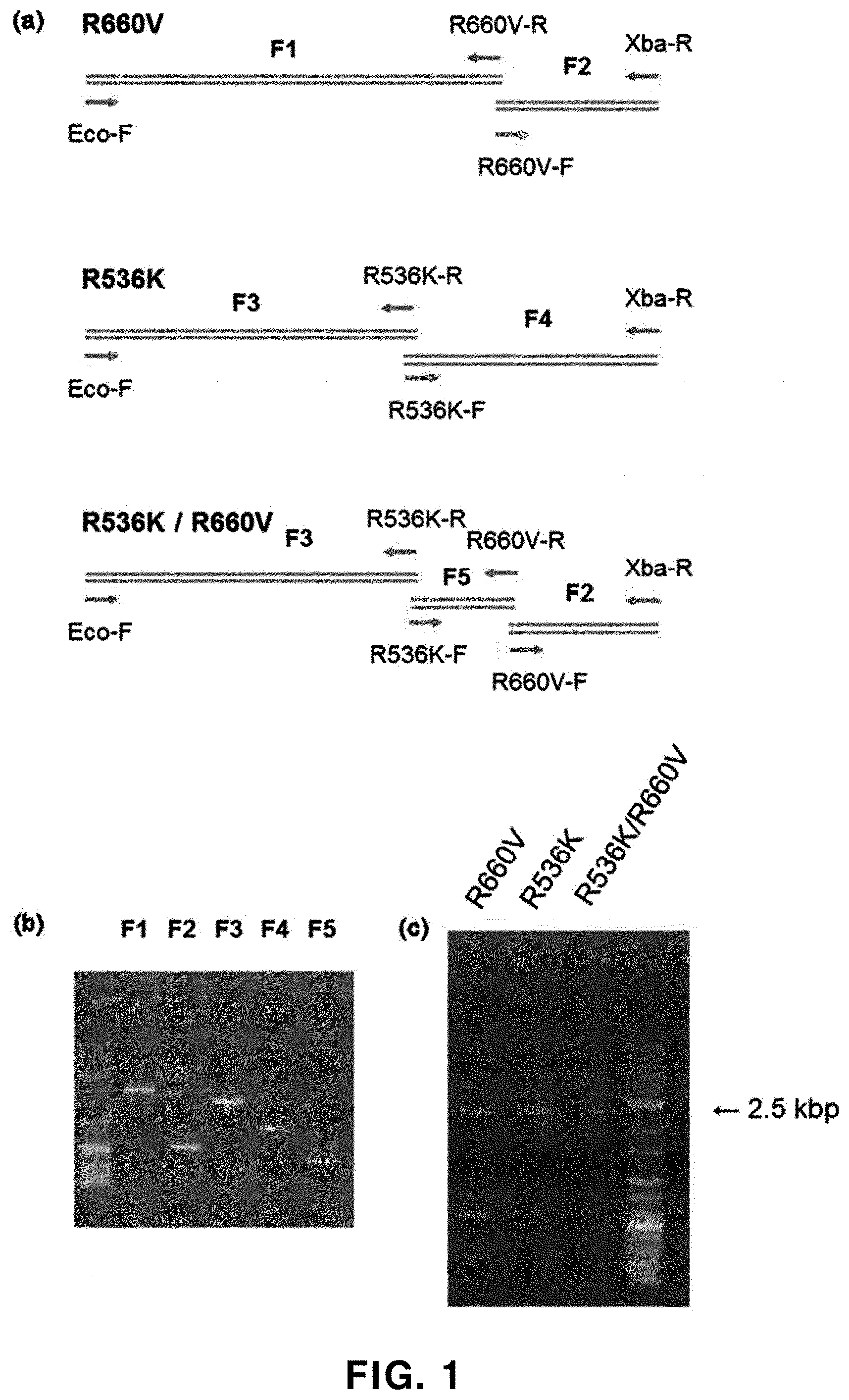 Dna Polymerase With Increased Gene Mutation Specificty And Pcr Buffer